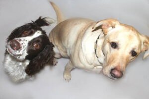Springador Agression Springador Guide: Expert Guide To The Springer Spaniel Mix