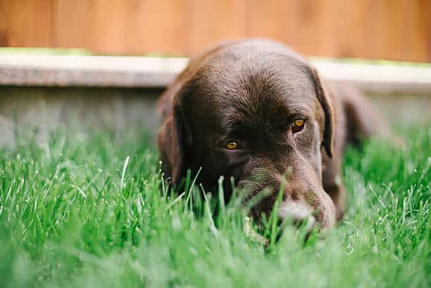 lab dog chocolate