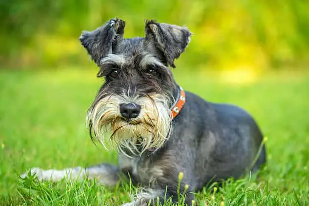 schnauzer lab mix puppy