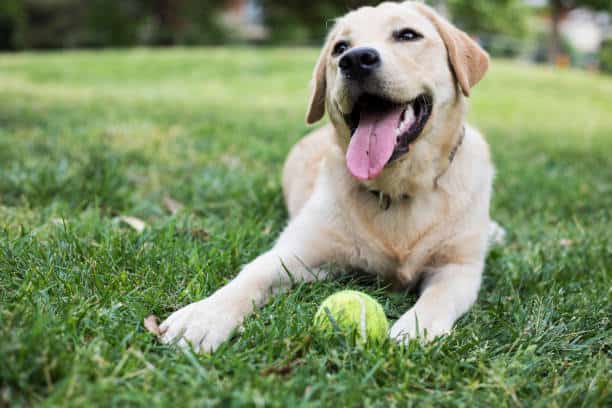  4 month labrador