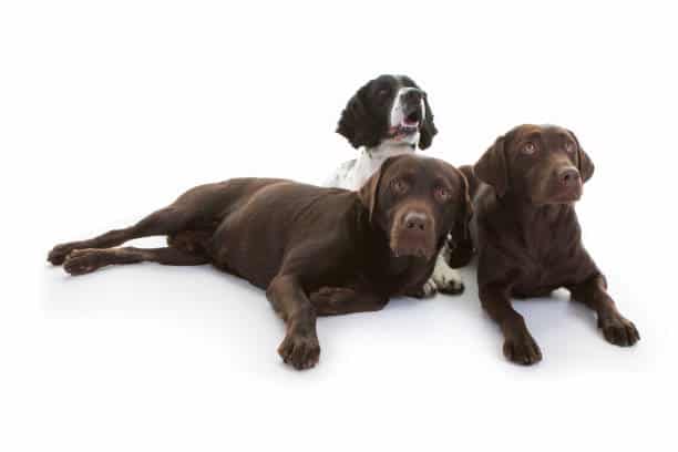 brown springer spaniel