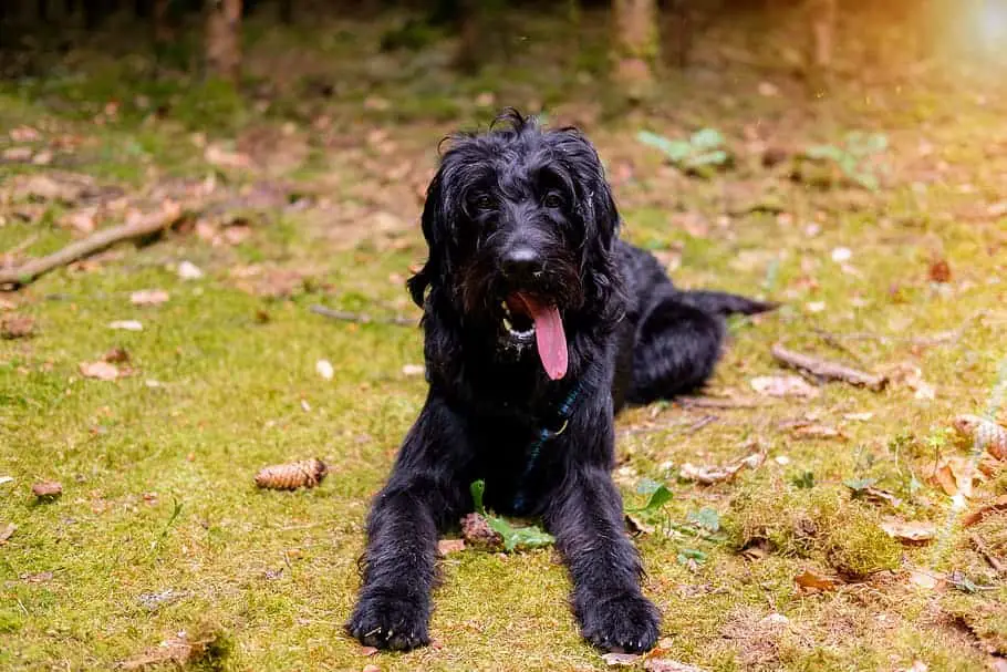 labrador schnauzer mix