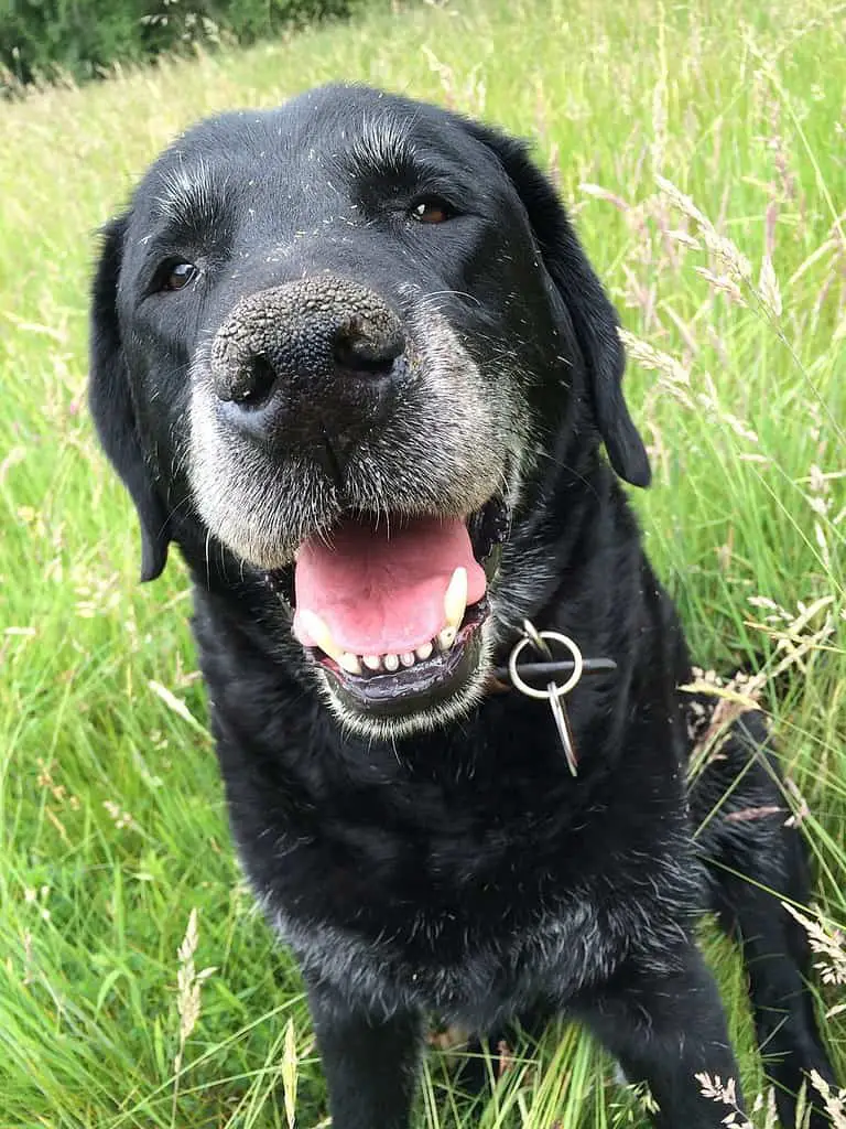 black lab with white chest puppy