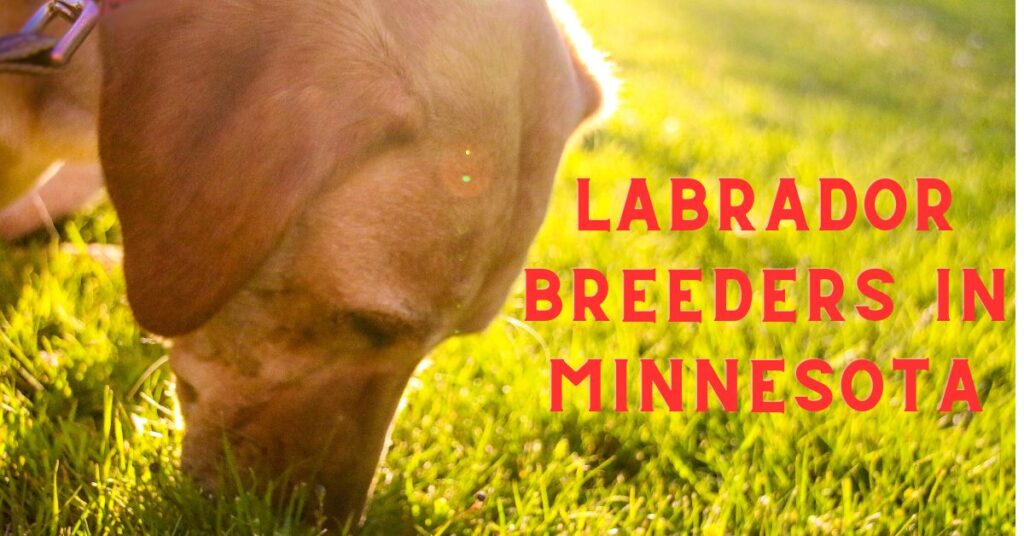 labrador breeders in minnesota