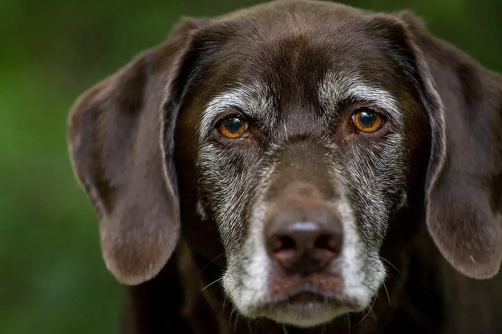 black labrador with white chest