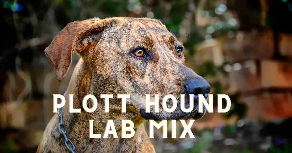 plott hound lab mix