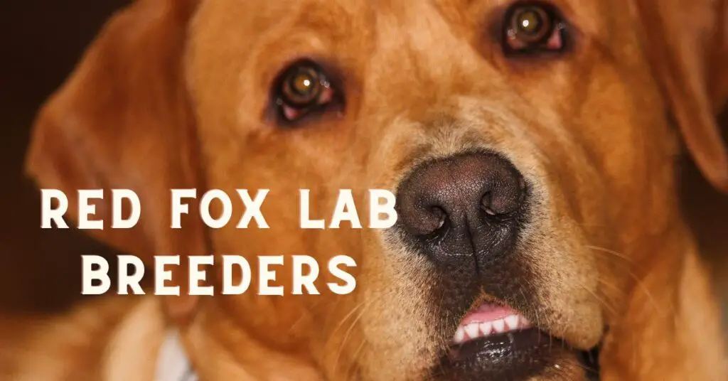 red fox lab breeders