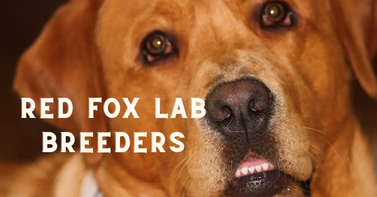 12 Fox Red Labrador Breeders Quality Lab Puppies for Sale