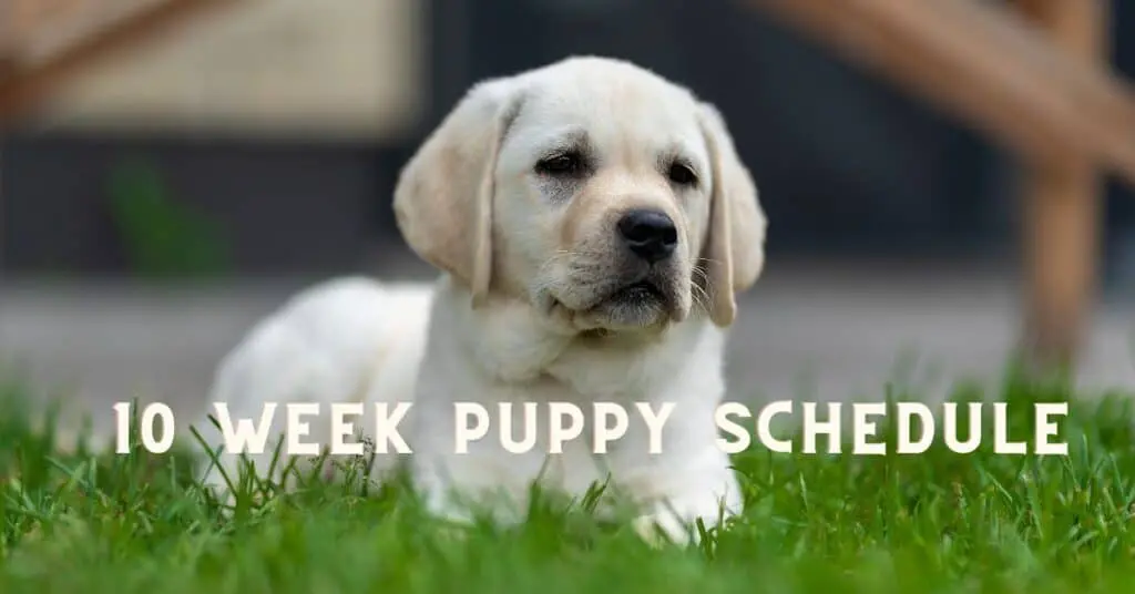10 week puppy schedule