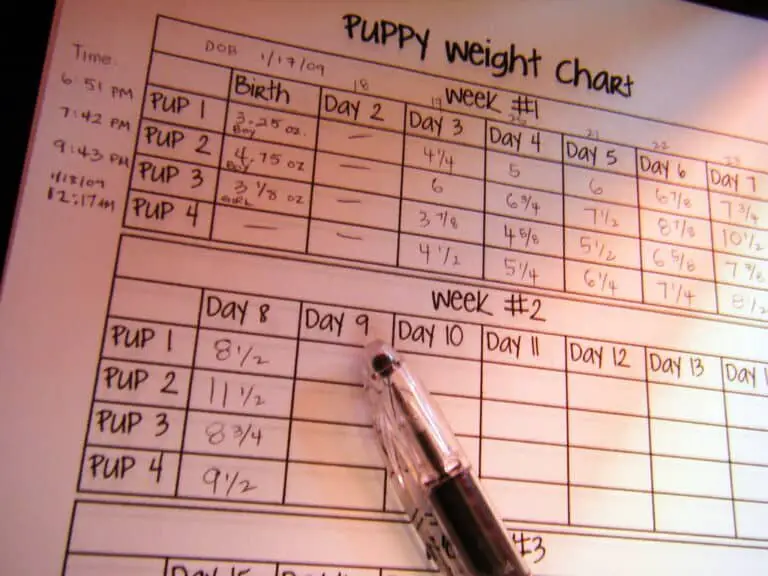 10-week-puppy-schedule-training-nutrition-care-more