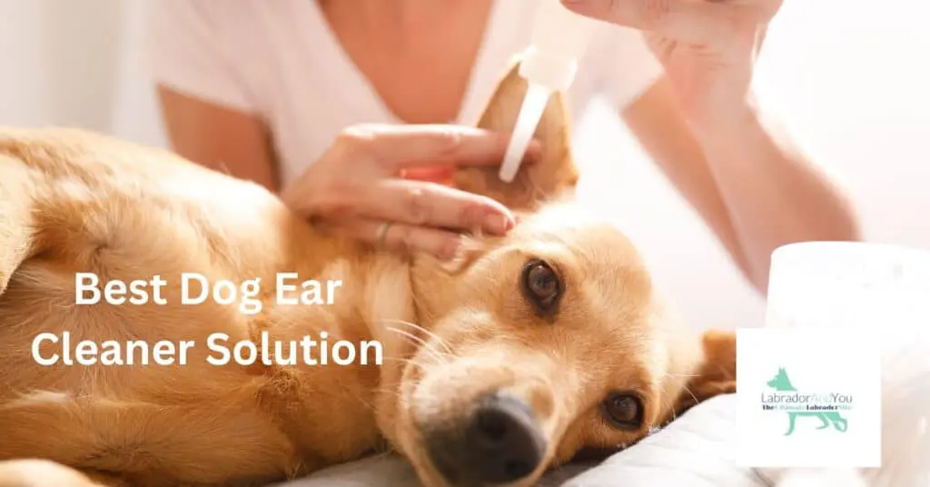 Best Dog Ear Cleaner Solution