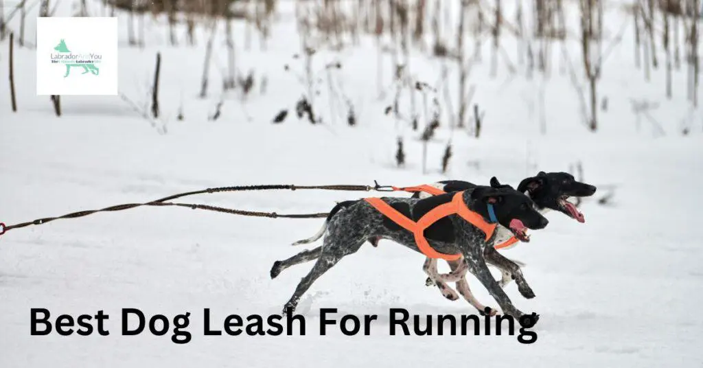 Best Dog Leash For Running