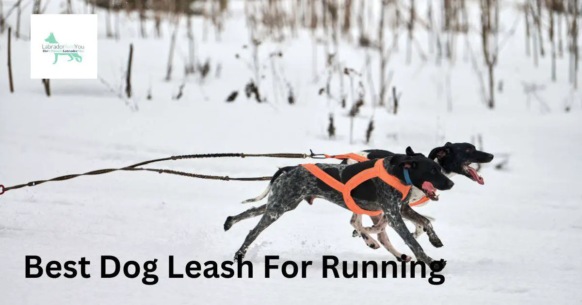 12 Best Dog Leash For Running In 2023 (Tested & Reviewed)