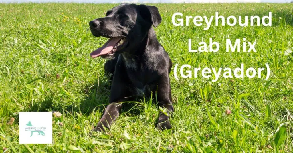 Greyhound Lab Mix