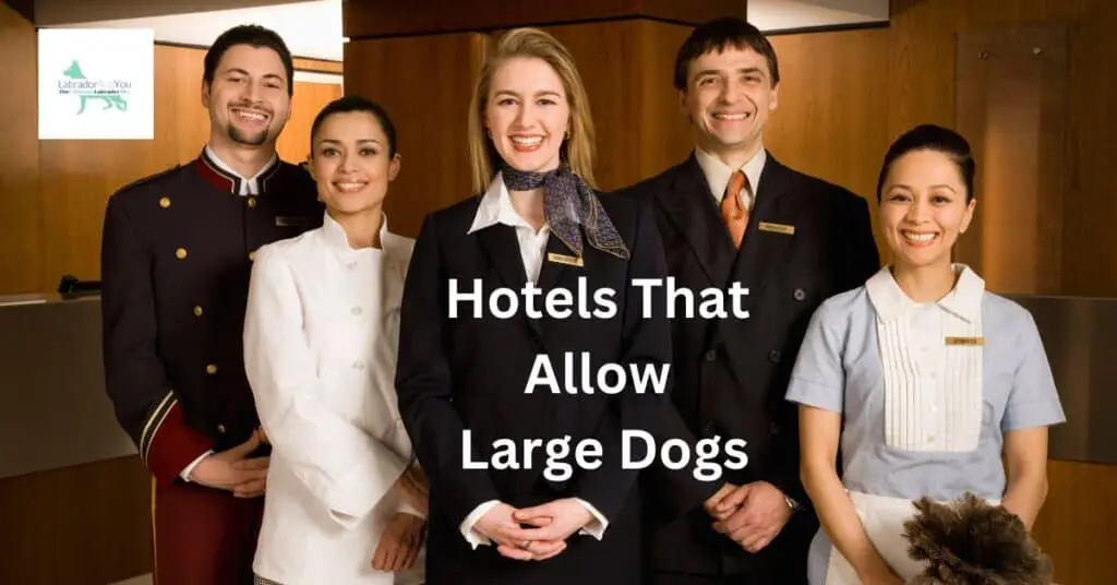 Hotels That Allow Large Dogs