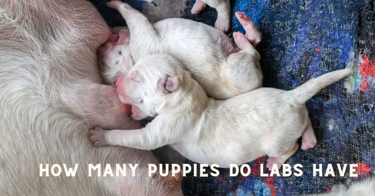 How Many Puppies Do Labs Have? (Lab Litter Size Explained)