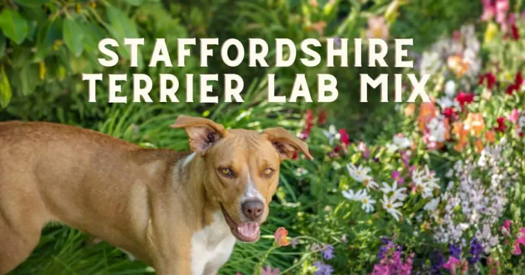 Staffordshire Terrier Lab Mix