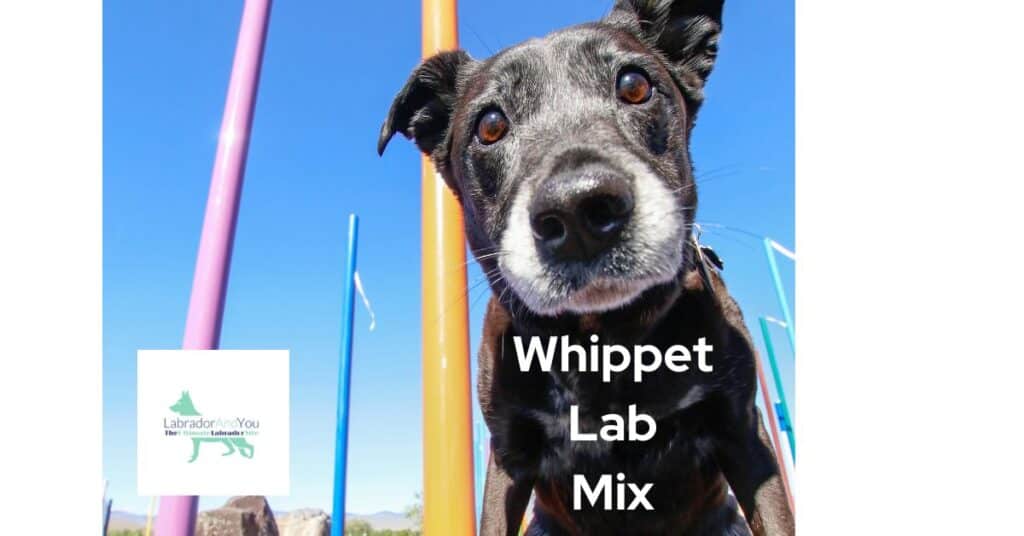 Whippet Lab Mix