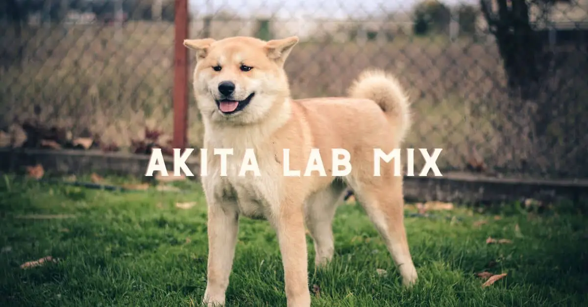 Akita Lab Mix: Family Pet Cum Guard Dog Extraordinaire