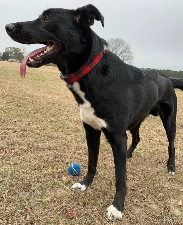 german shepherd black lab mix puppy