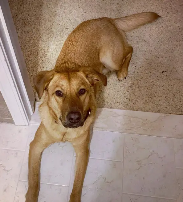 german shepherd and labrador mix