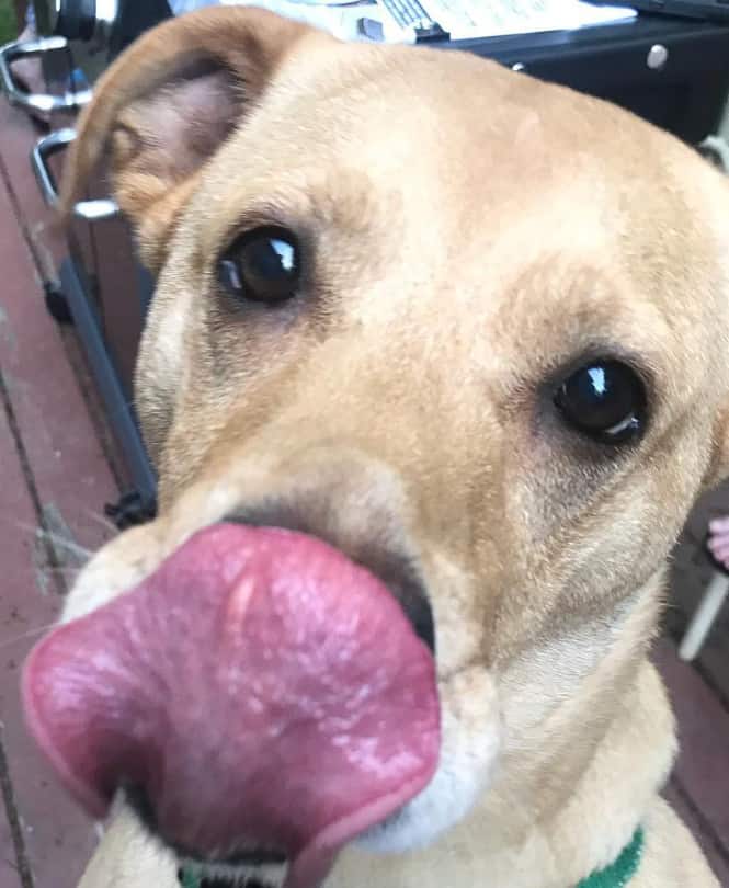 yellow lab whippet mix