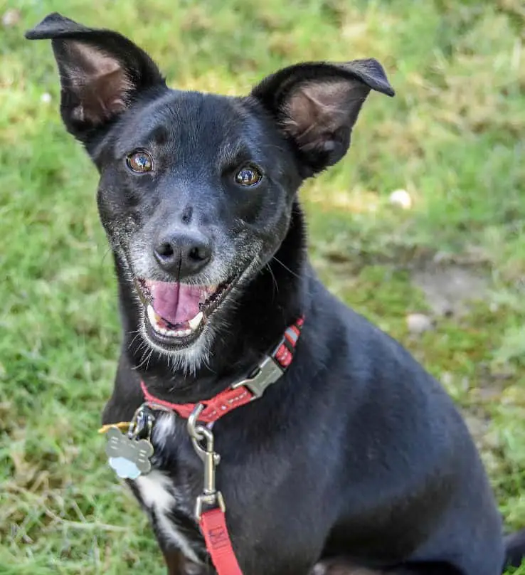 whippet lab mix