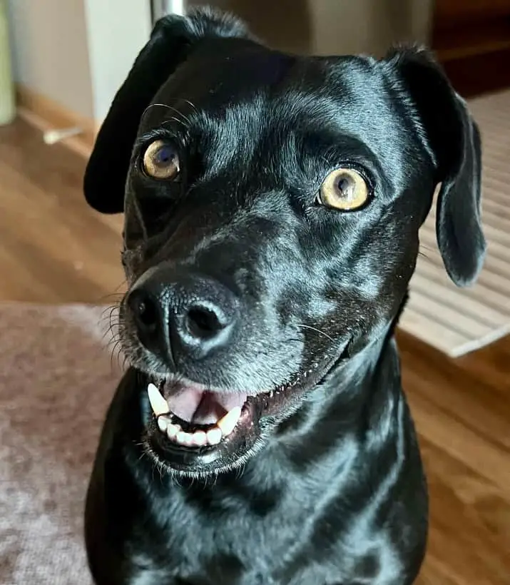 lab dachshund mix puppy