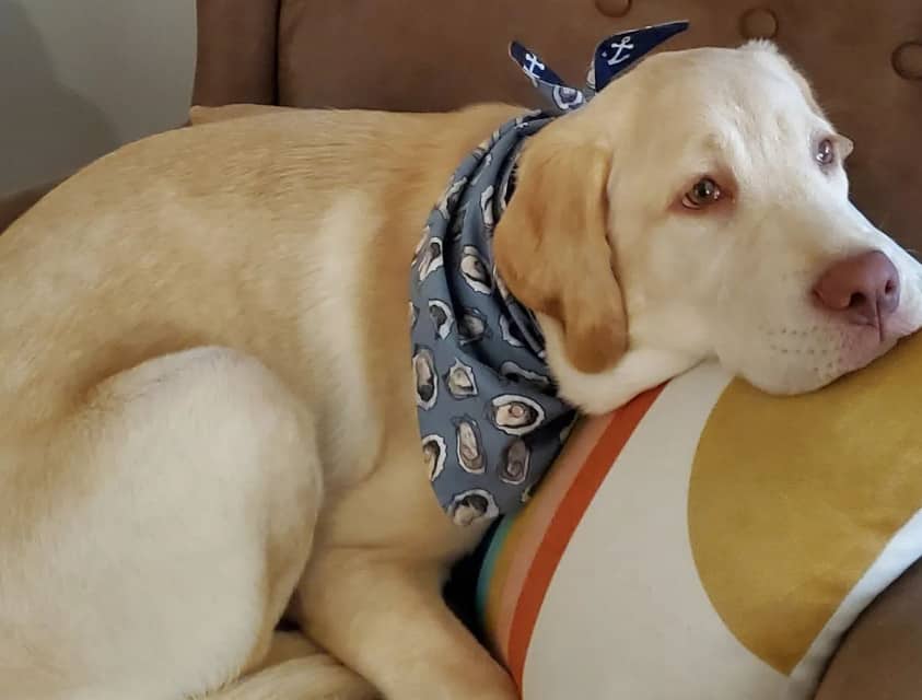 english cream lab retriever