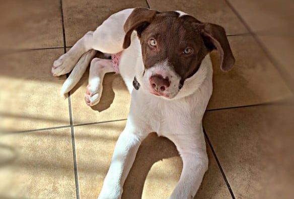 mix labrador and husky