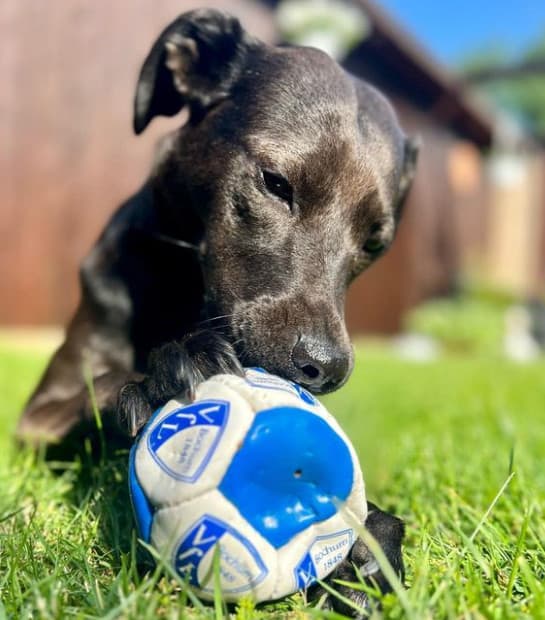 black lab greyhound mix