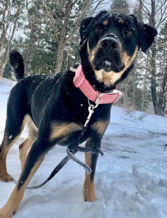 rottweiler and labrador mix, labrador rottweiler.