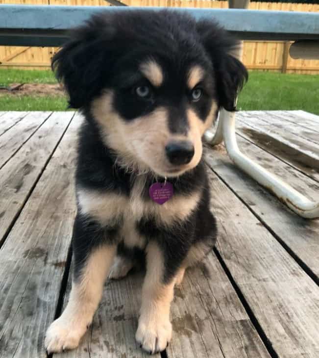 husky lab mix puppies