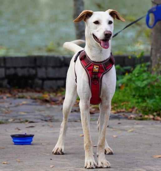 greyhound lab mix