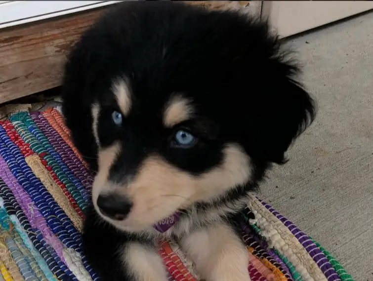 husky mix labrador