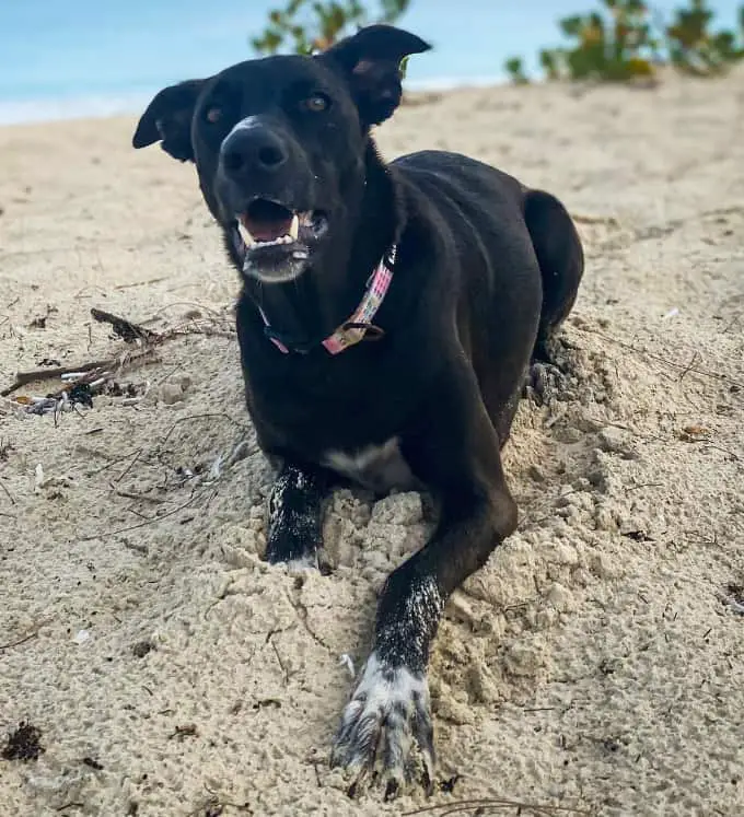 lab greyhound mix