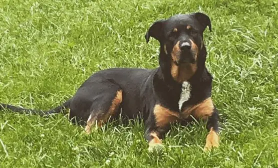 labrador and rottweiler mix