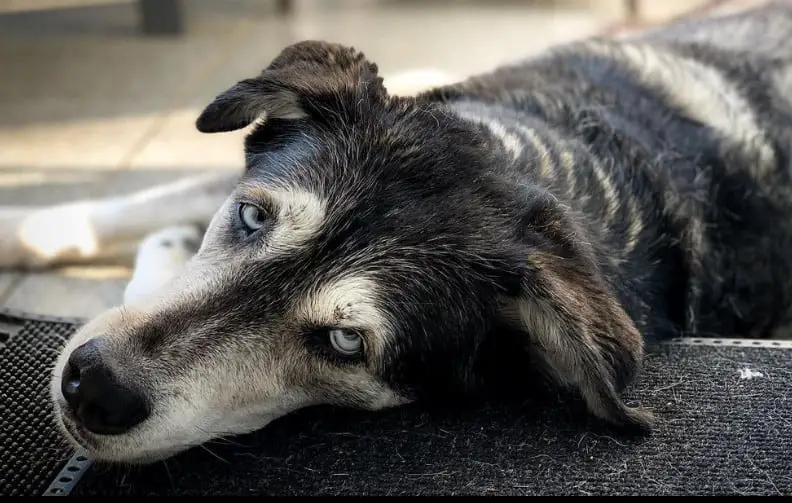 black husky lab mix