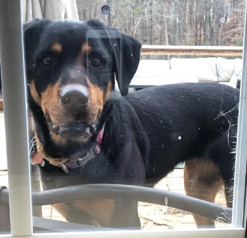 lab rottweiler mix puppy