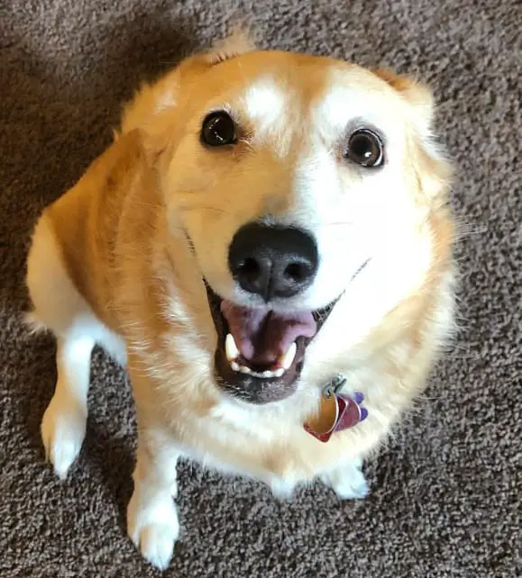 half husky half labrador