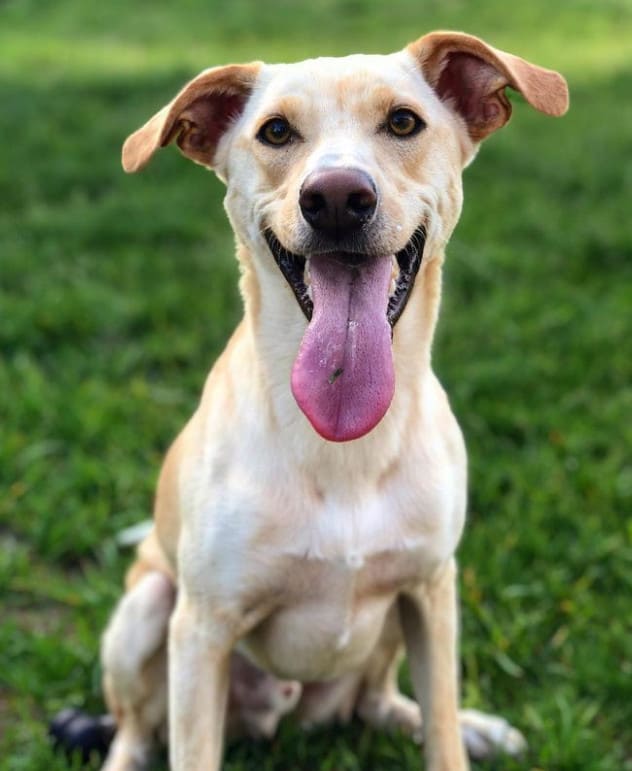 lab and greyhound mix