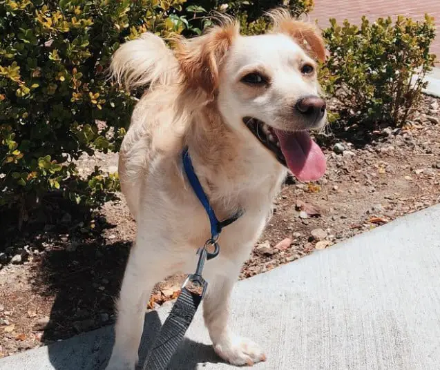 lab mix with chihuahua