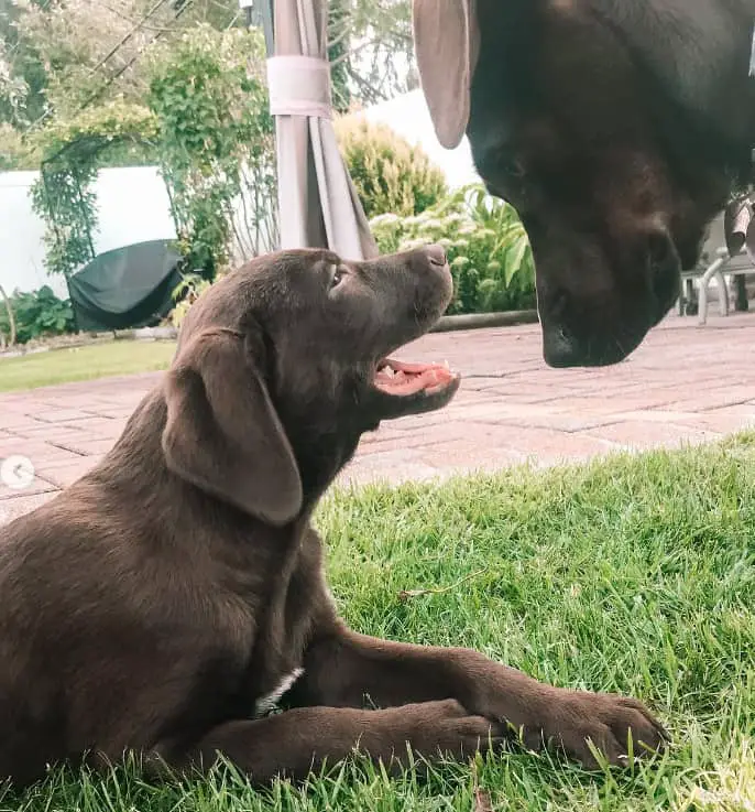 american labrador puppies