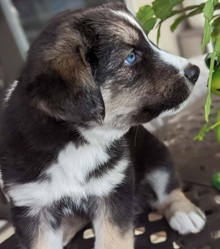 husky labrador mix