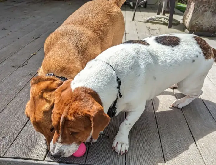 labrador mix with dachshund