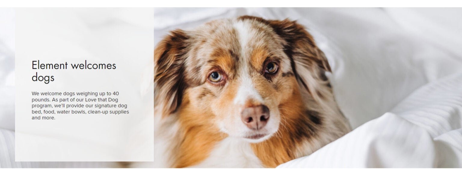 20 Hotels That Allow Large Dogs In USA (Safe In 2024)