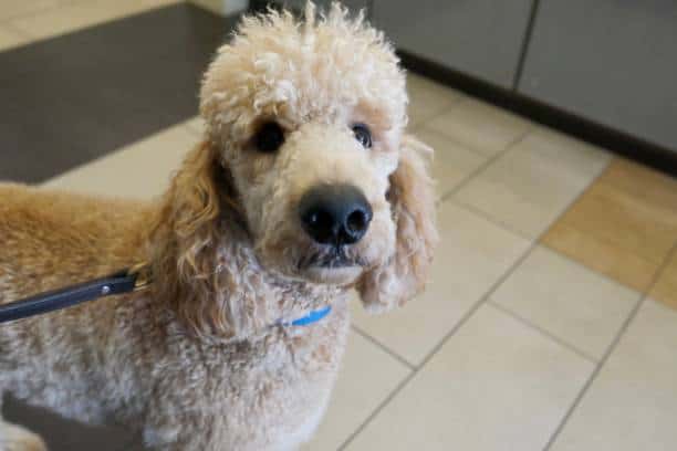 labradoodle shed