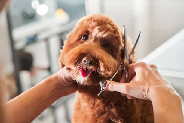 how much do labradoodles shed