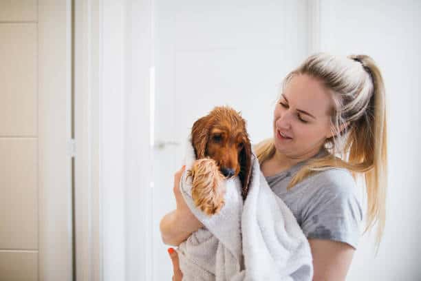 is a labradoodle hypoallergenic