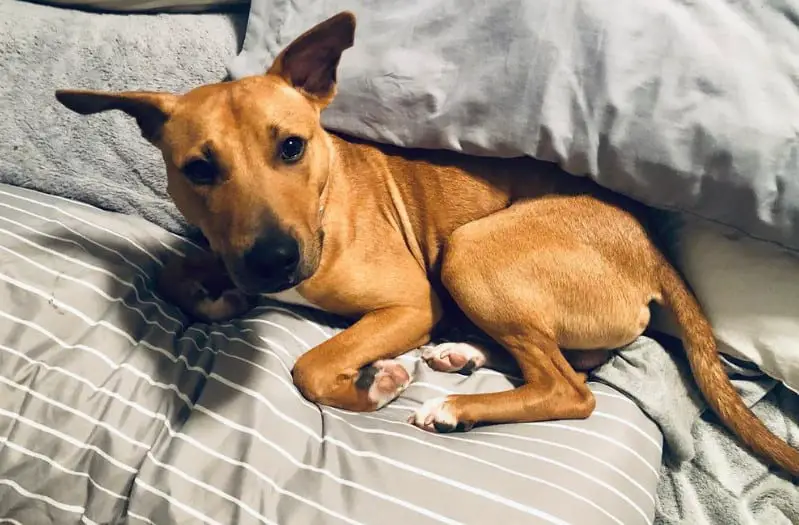 black lab terrier mix